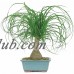 Brussel's Ponytail Palm Bonsai - Medium - (Indoor)   552967789